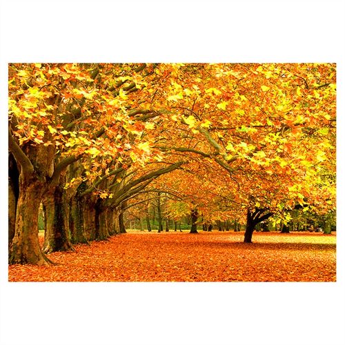 秋季树林落叶壁画秋天风景装饰画大树金色树叶装饰画田园自然风光 画