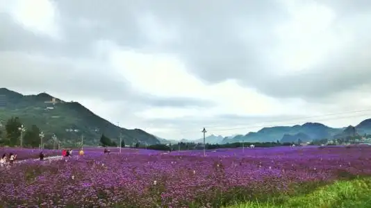高山草甸微信头像图片