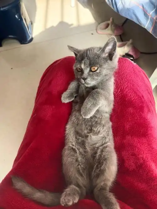 一个蓝猫串串被迫营业中