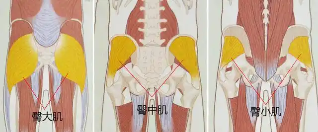 6个臀部训练动作全方面无死角刺激整个臀肌打造饱满完美翘臀