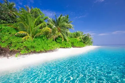 大海边的椰树风景