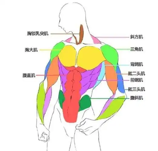 初学者动漫人体肌肉画法