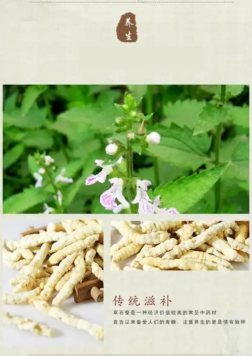【官方旗舰】中药材 草石蚕 泽兰根 肺痨草 土冬虫草 白虫草 地参地蚕