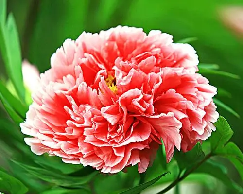 (*^_^*)七彩牡丹10张(*^_^*)旭在东北百度空间(*^_^*) - 旭在东北