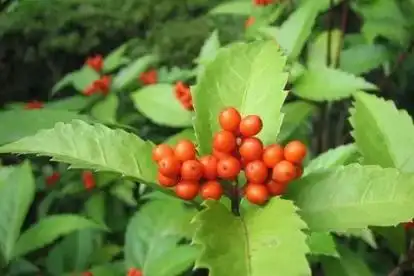 老贼骨草药图_寻医问药频道_寻医问药网