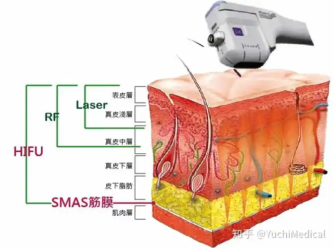 1. 皮肤解剖学-皮肤的层次