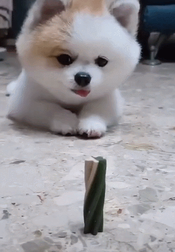 馋狗遇上零食,口水飞流直下~主人:你流口水的样子总是与众不同