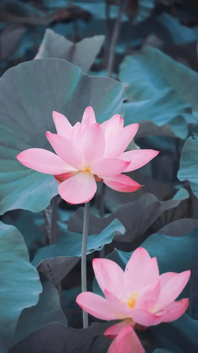 「一池静水,一枝荷花,初见惊艳,再见恨晚」#唯美意境 #荷花 - 抖音