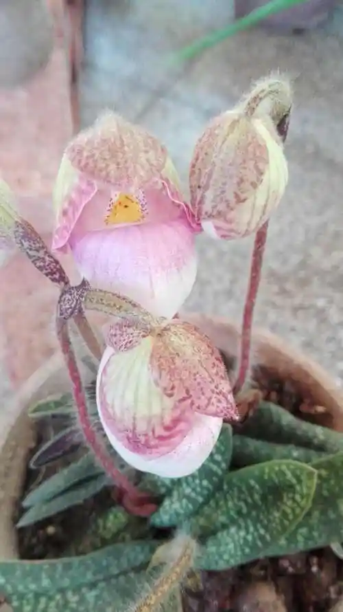 "玉女"—硬叶兜兰