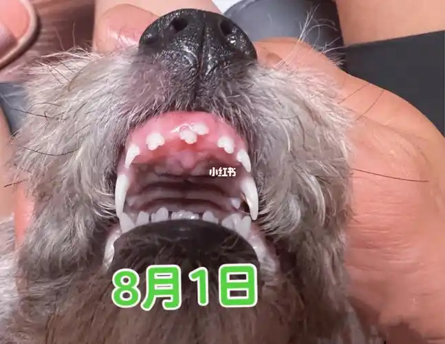 换牙牙的泰迪宝宝