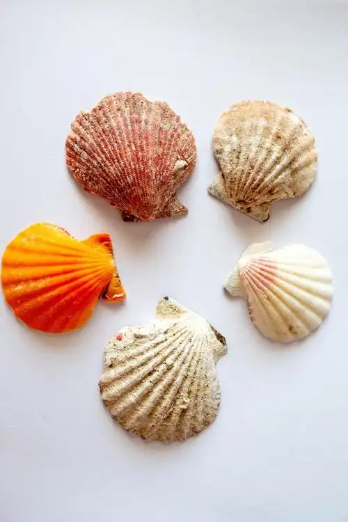 饲养贝壳的注意事项有哪些