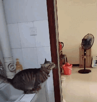 猫:摊牌了,我来自古墓派!|小龙女|如燕|钱多多|门框_网易订阅