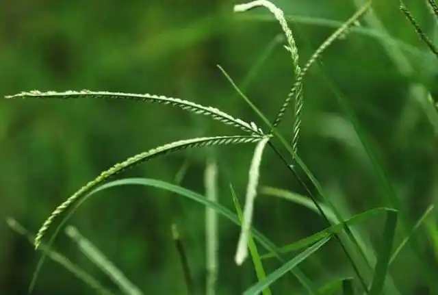 鱼秋草是什么,秋鱼草的医学名称叫什么(牛筋草功效作用)