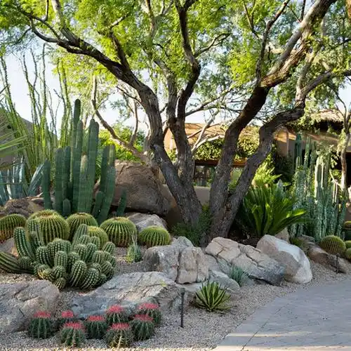 30款多肉植物庭院设计案例打造简约低维护庭院