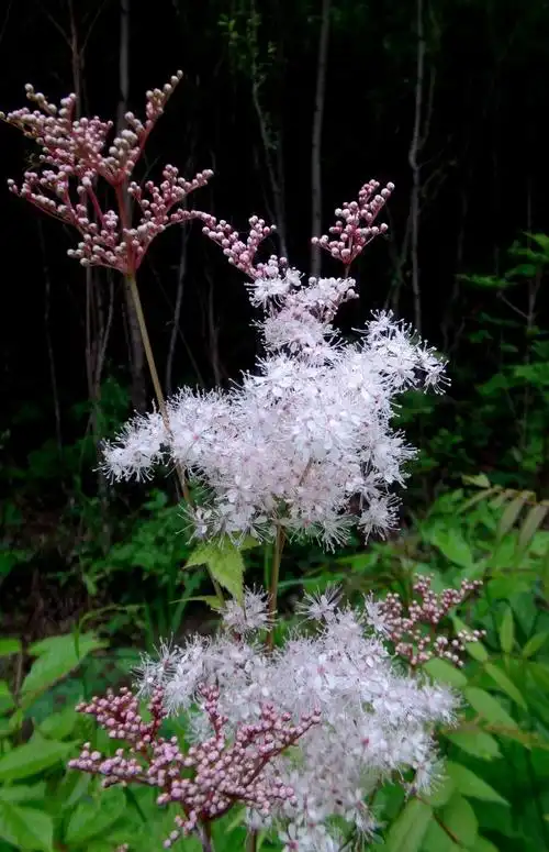 日月峡中草药落新妇小升麻