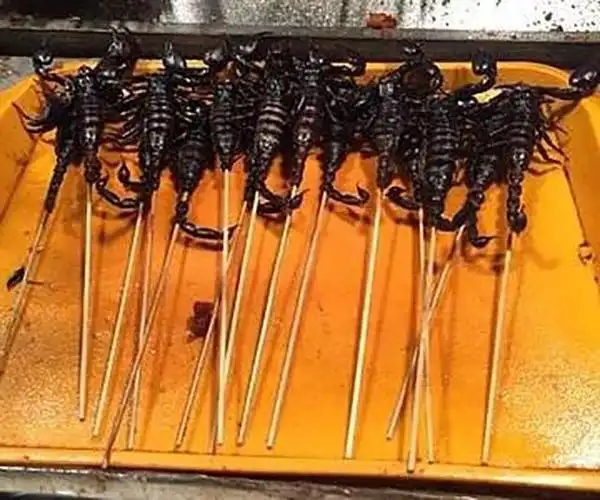 【烤蝎子】蝎子有两只钳子,尾巴有尖尖的毒刺,在昆虫界应该算得上