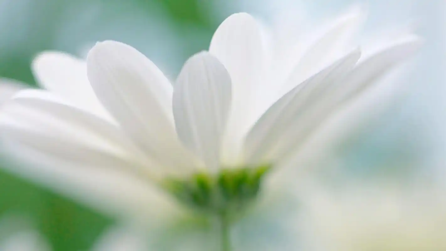 简约花卉唯美特写高清桌面壁纸