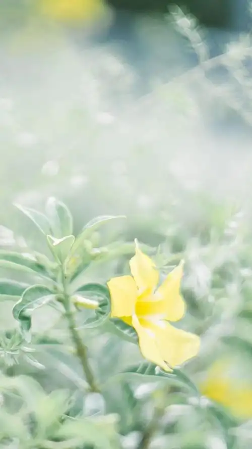 壁纸超养眼的绿色壁纸