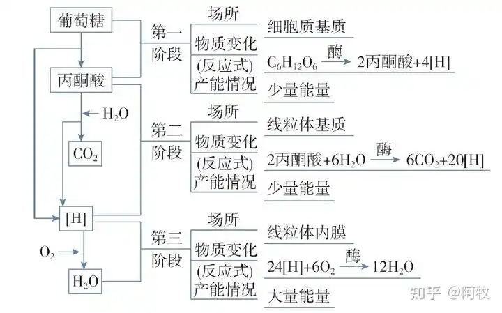 和光合作用,建议先将这两个复杂的过程拆分,弄懂每个阶段的反应场所