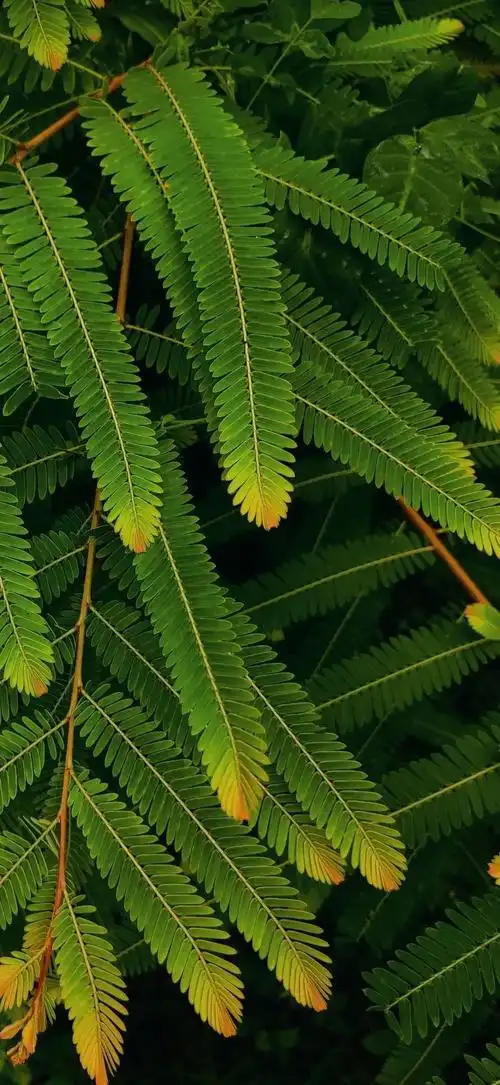 抖音热门高清全面屏手机壁纸精选