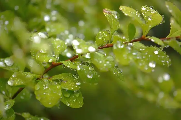绿叶上的雨滴唯美意境绿色护眼壁纸大全