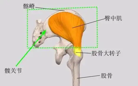 臀中肌过弱会导致膝关节酸痛?没想到吧,我们错怪膝关节这么久