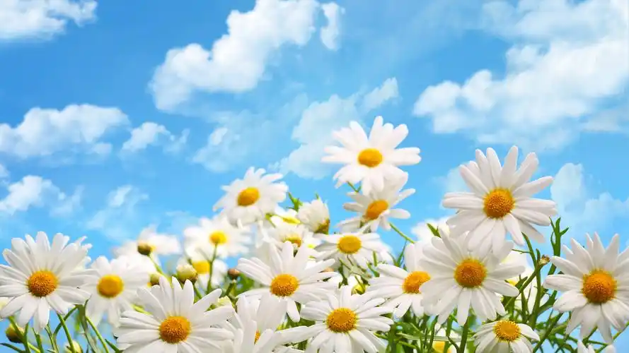 淡雅雏菊唯美高清桌面壁纸