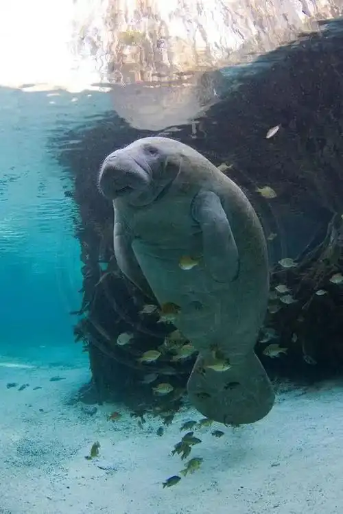 白士祥为您呈现"我爱大自然"之329 : 海牛