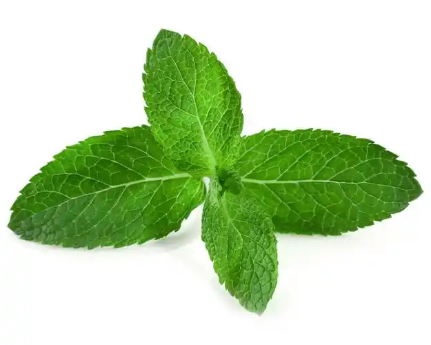 薄荷叶图片_薄荷叶高清图片_全景视觉