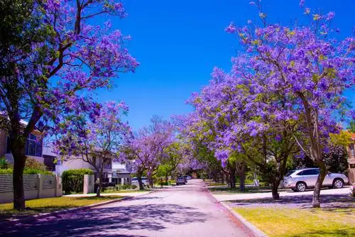 每年的11月,到来年的1月正值是南半球特有的"蓝花楹"盛开的季节.