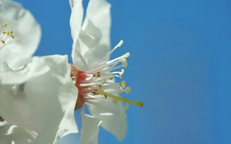 小清新可爱杏花壁纸图片