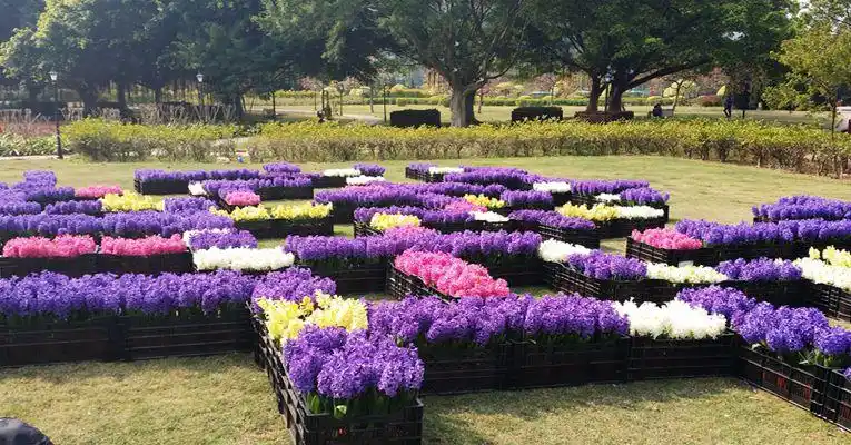 去荷兰鲜花王国的n大理由