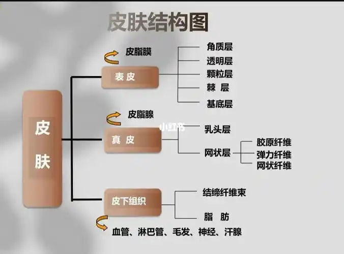 皮肤的结构
