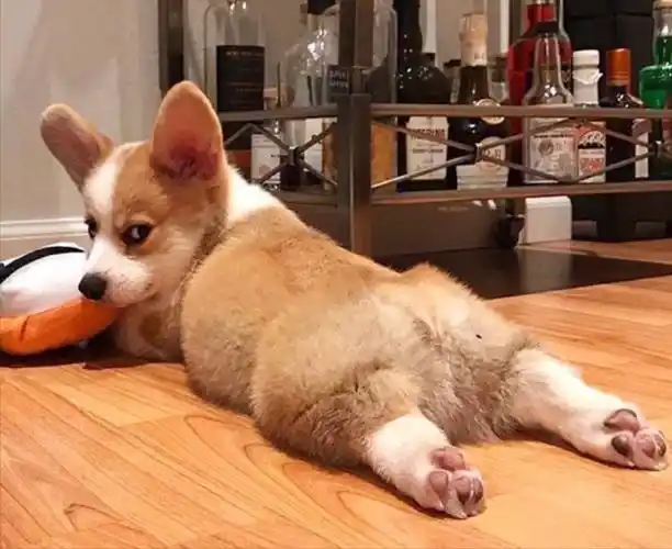 柯基狗狗图片(为什么越来越多人养柯基了) - 赤虎壹号