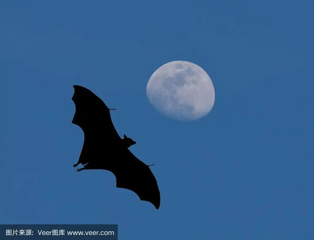 蝙蝠在夜间飞行