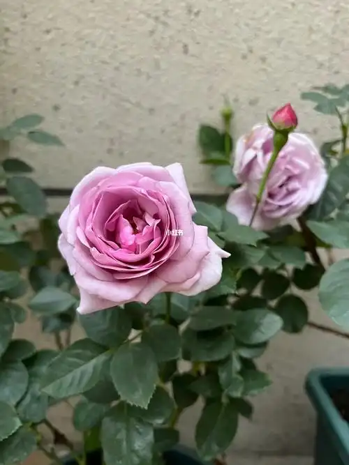 蓝色风暴买来就有花苞