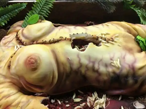 血染断手,女尸破肚长满白蛆 这样的蛋糕你敢吃吗?