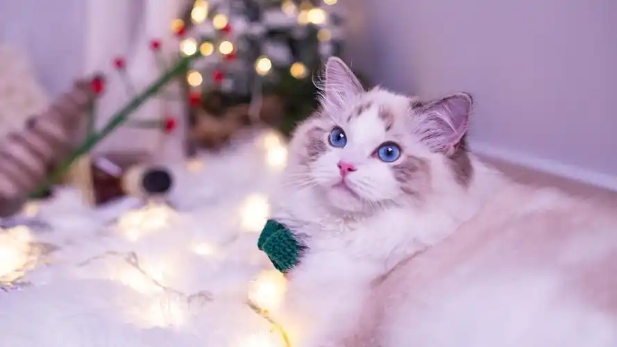 性格温柔的布偶猫