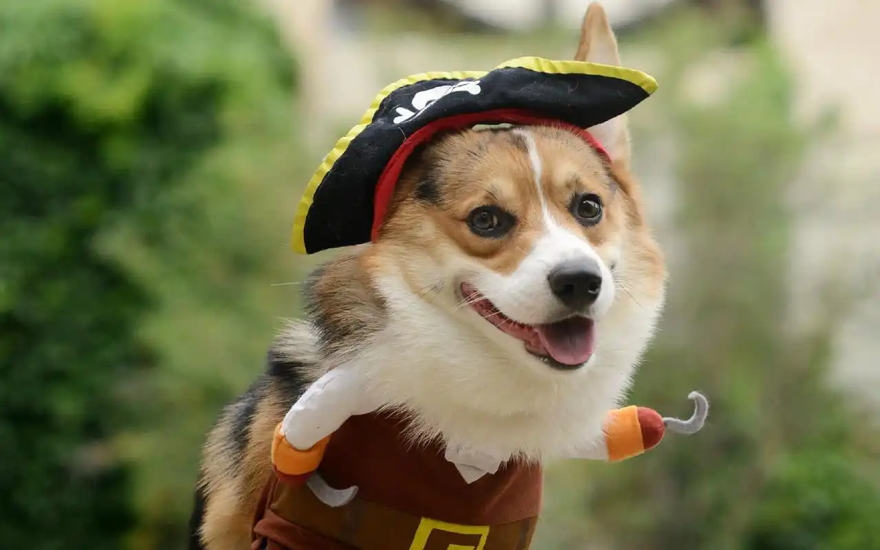 可爱狗狗汪星人桌面壁纸_萌哒哒的汪星人