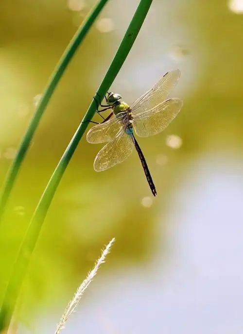 致生命的舞者一一美丽的蜻蜓