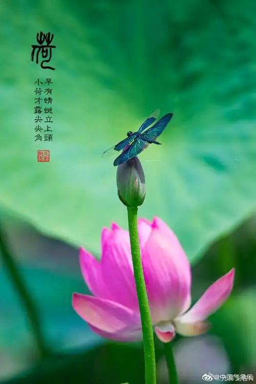 小荷才露尖尖角,早有蜻蜓立上头.此时正是荷花的盛开期