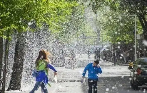 北京第三次柳絮高发今年你被它粘上了吗