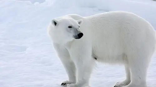 北极熊,雪,冬天,白色 壁纸