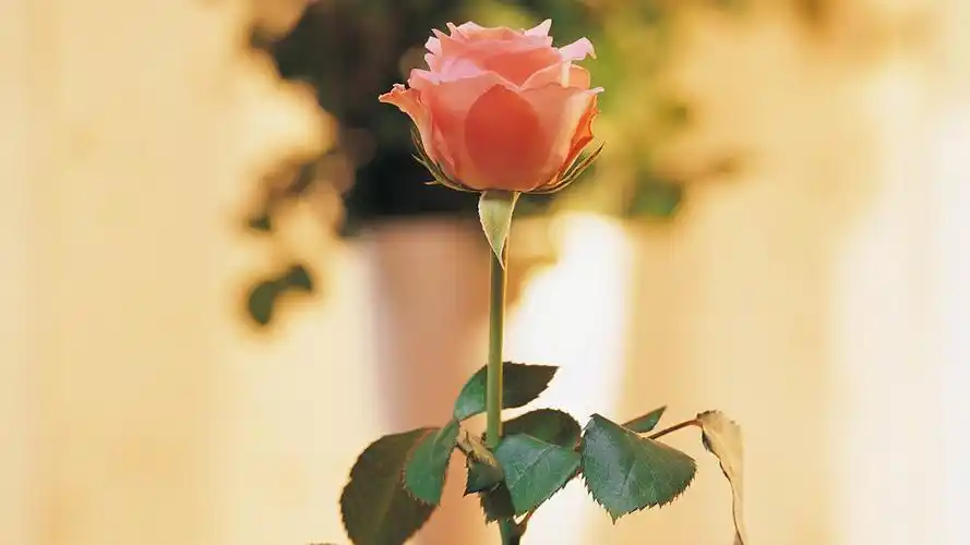 花草控~小清新看过来哦 - 第2页 - 个性小屋 - zeze!啧啧