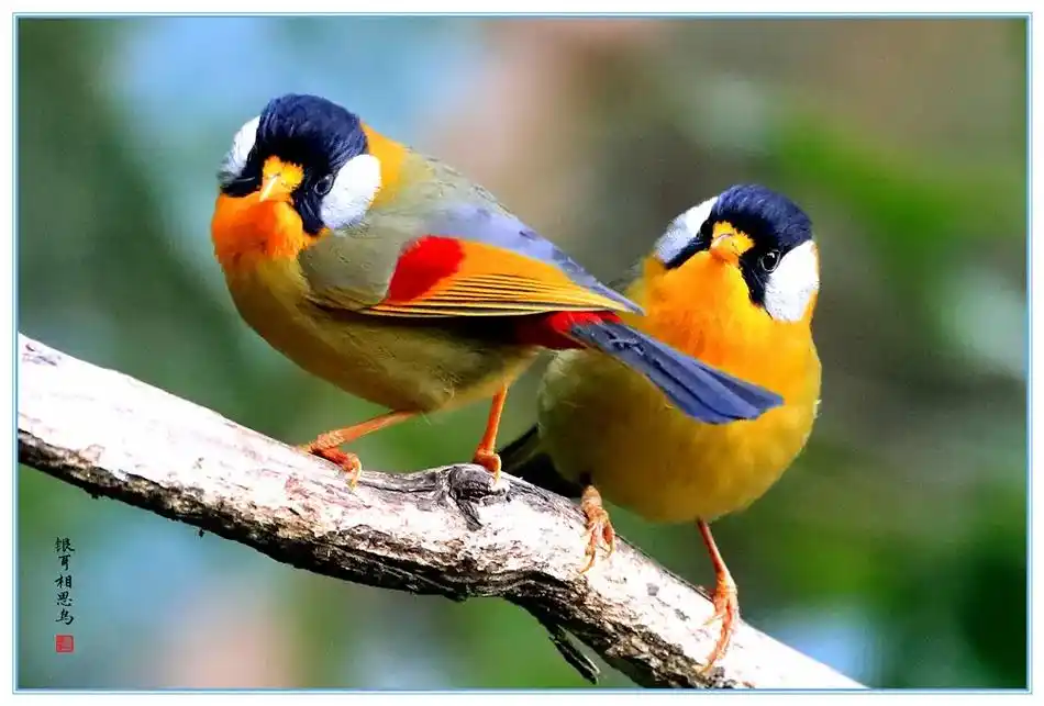 《银耳相思鸟》身披七彩袍,头戴银耳罩 出入成双对,唱歌如吹哨 - 抖音