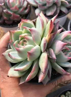 9限时月销 4淘宝店河南 新乡去看看小林多肉小林多肉 惊鸿仙子