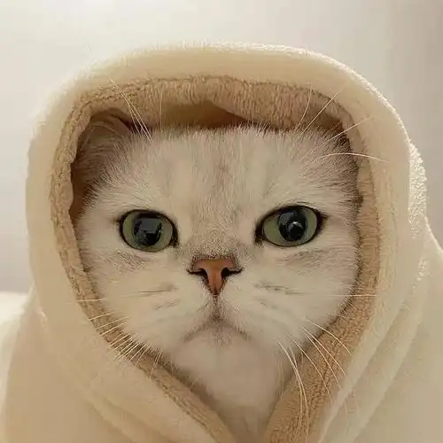 招桃花的猫咪头像可爱之猫必有可爱之处