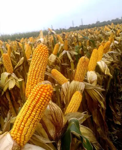 我所育成玉米新品种庐玉9105夏播高产创建再创佳绩