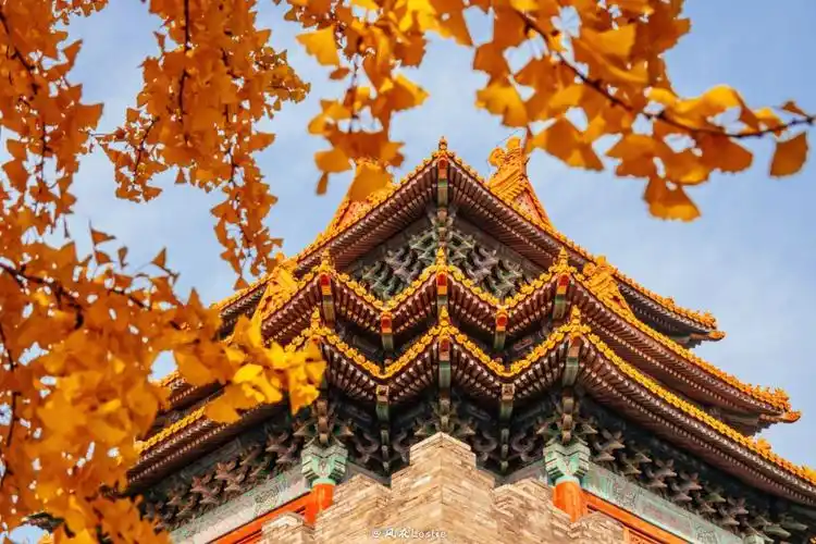 故宫的秋紫禁城银杏