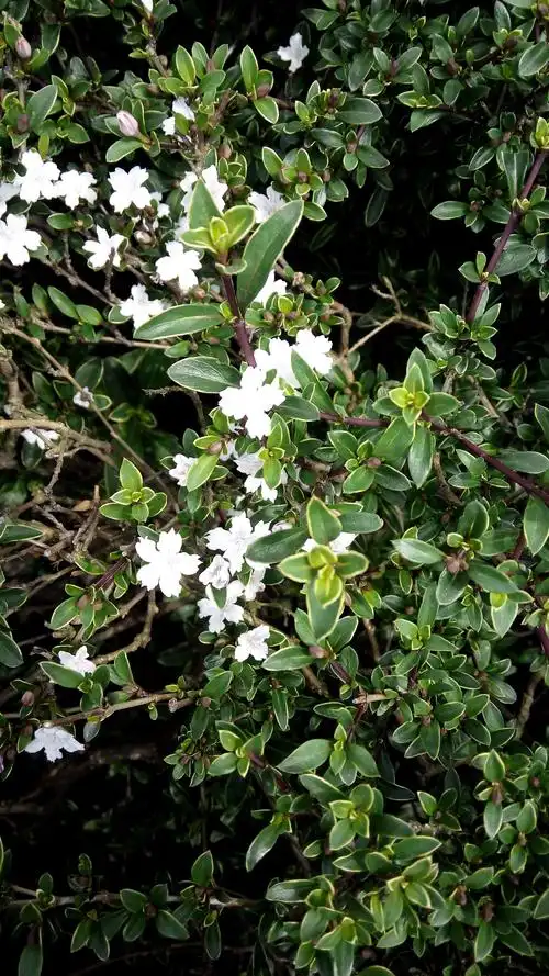 六月雪花语是什么(六月雪花语是什么意思啊)